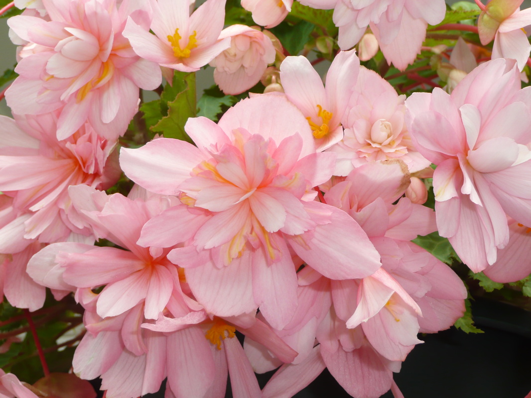 B. ‘Pink And’
